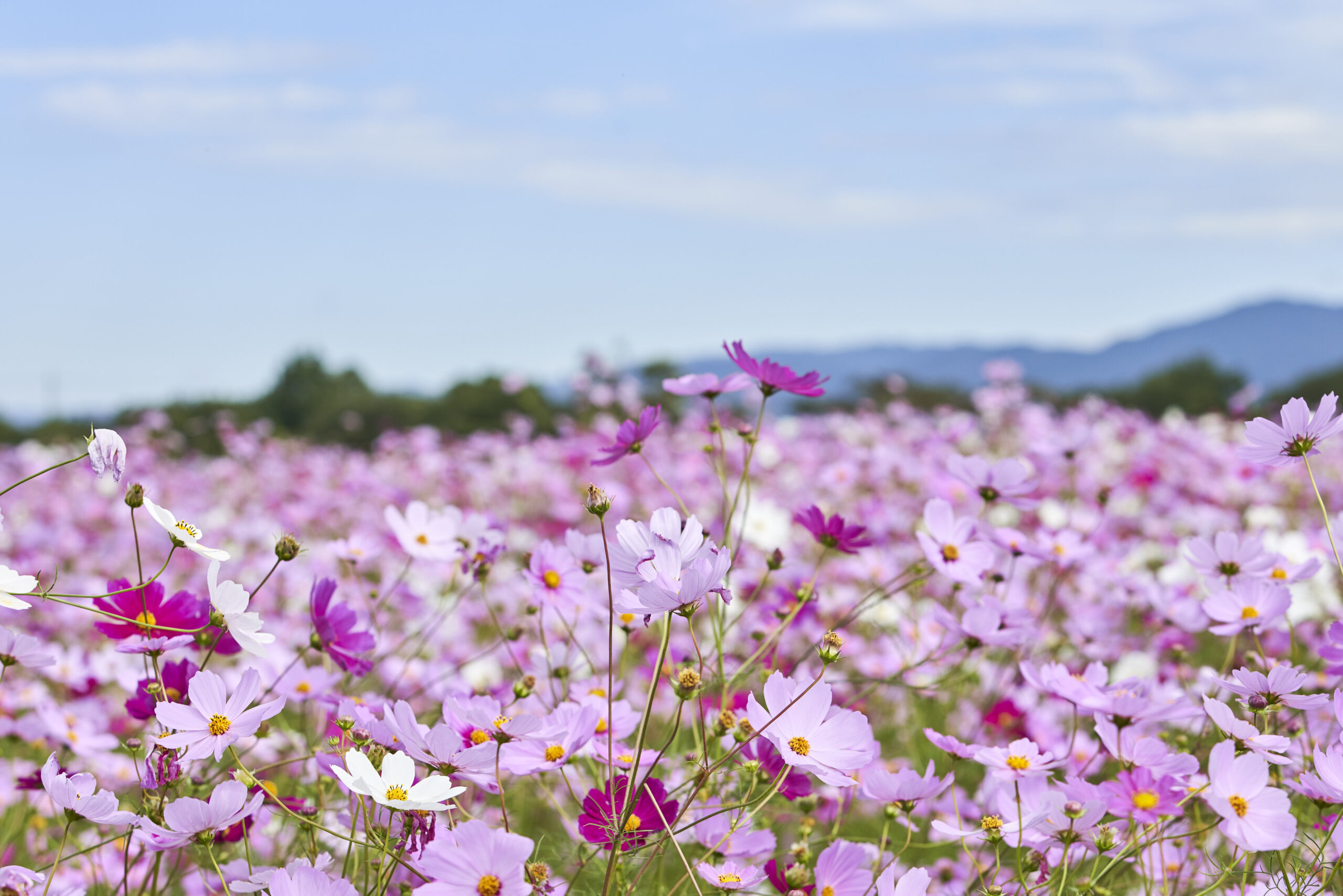 8.世界遺産推薦候補「飛鳥・藤原」を巡る
